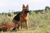 BERGER ALLEMAND 378